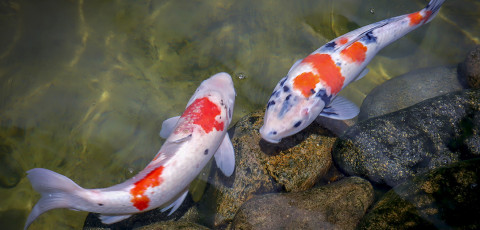 Visit Everything Koi